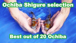 Selecting 20 Ochiba Shigure Koi Fish [KOI SELECTION]