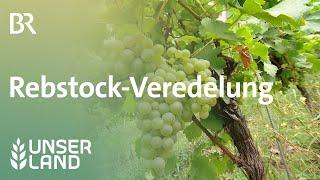 Rebstock-Veredelung | Unser Land | BR Fernsehen