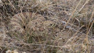 Prairie Rattlesnakes - NDGNF