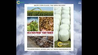 Corn Silage, Enhance Your Farm Output with Cornext's Quality Silage, now @Pashushala