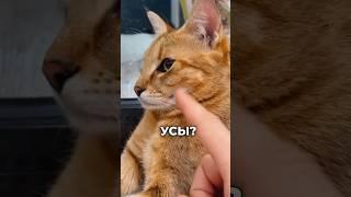Зачем кошкам нужны усы? #аnimals #кот #видосыоткота #котики #коты