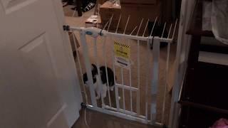 Carlson Pet Gate Review and Modification (cat jumping proof)