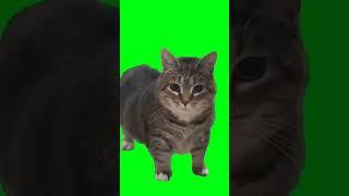 КОТ КРУТИТСЯ на ЗЕЛЕНОМ ФОНЕ ФУТАЖ #greenscreen #memes #funny #cat реакция кота