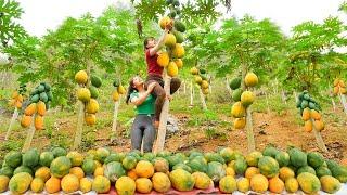 Harvesting Ripe Papaya Fruit Goes to the market sell - Cooking papaya | Tiểu Vân Daily Life