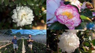 October Magic Camellias with the Plant Breeder Bobby Green