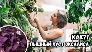 Оксалис | Как получить пышный куст вместо трех жалких листочков?!