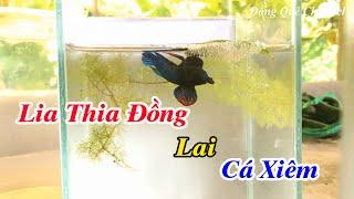 Thử Lai Tạo Cá LIA THIA ĐỒNG Và Cá Xiêm┃Đồng Quê Channel