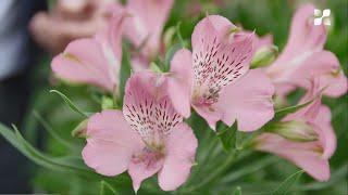 New Cut Flower Introduction 2021: Alstroemeria