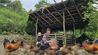 Building a bamboo chicken coop. My son and I's daily life | Mụi Muội - My life