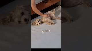 팔자 좋은 강아지.김길동.#강아지 #강아지브이로그 #강아지일상 #반려동물 #반려견