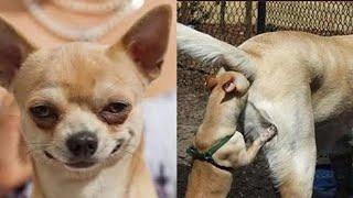  Funny Dogs Fails COMPILATION  Will Make You LAUGH!