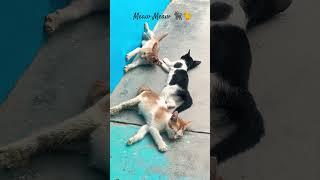 Lazy cats ‍⬛ #shorts #cat #cutecat #catlover #catvideos #trending #viralvideo #youtubeshorts #cute