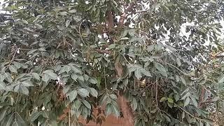 Fresh Dates Trees | Khajoor ka darakth | Mian Khuram Shahzad Official