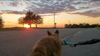 Finnegan Fox the Red Fox takes Sunday sunset walks