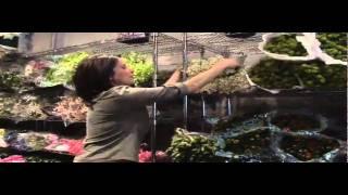 Flower Market New York City,  Celebrity Florist,  Design Tips | Iris Rosin