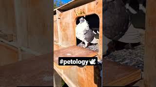 pigeon king  beautiful pigeon #pigeonlover #petology #shortvideo #youtubeshorts