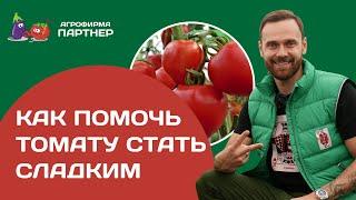 Как помочь томату стать сладким | 7 простых правил #огород #томаты