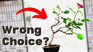 Rose Bonsai Gone Wrong: 6 Critical Mistakes to Avoid