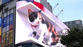 Giant 3D cat billboard dazzles in Tokyo