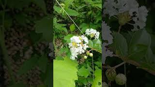 #S269#목백일홍#백일홍#목백일홍꽃#백일홍꽃#돌아가는삼각지#박서진#서진#트로트가수#살림하는남자들#kbs#장구#트로트#가수#미스터트롯#전통악기#악기#박서진노래#박서진가족#삼천포