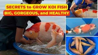 SECRETS to GROW your KOI FISH BIG, GORGEOUS, and HEALTHY