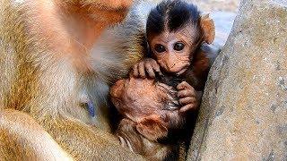 Baby monkey Delena and Mia- what a baby wants the most ?