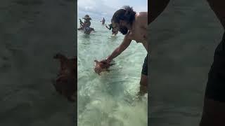 Swimming with the pigs in Bahamas 