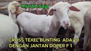 SEMUA DOMBA CROSS TEXEL DI KANDANG DI OBRAL MURAH  SAJA WA 081336980690 Nganjuk jawa timur