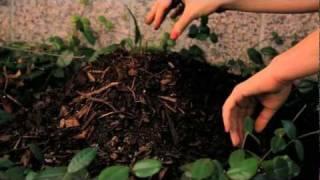 Bio5 Institute Compost