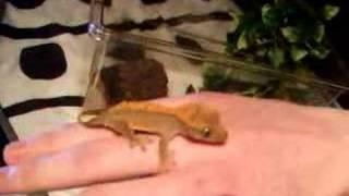 My New Crested Gecko Rex