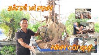 Định hình một cốt quý cho tương lai giúp em '' Hà '' TP Huế | NamLe Bonsai