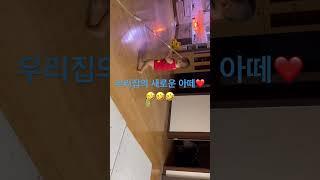 우리 집의 새로운 청소부를 소개합니다🫶