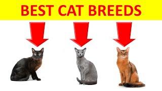 The 10 Best Cat Breeds for First-Time Owners to Consider