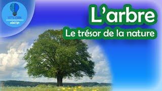 L'arbre | Let's Learn