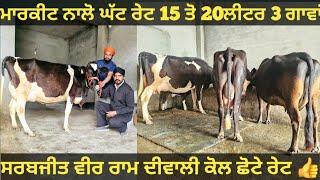 15 ਤੋ 20ਲੀਟਰ 3 ਗਾਵਾਂ ਜਾਇਜ ਰੇਟ। cows for sale/vadiya farm/10-3-25