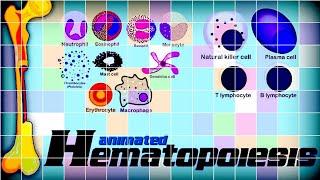 Hematopoiesis | Hematology |Watch how blood cells are made inside the body | redmedbd