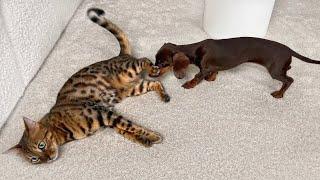 Bengal Cat & Mini Dachshund Puppy.