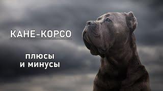 КАНЕ КОРСО. Плюсы и минусы породы итальянский мастиф CANE CORSO