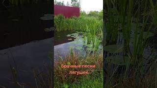 Брачные игры