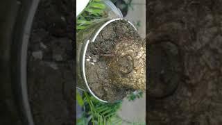 Bonsai, Air Layering of tamarind ( Harvesting) Part 3