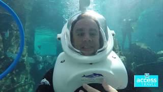 A day at Discovery Cove in Orlando with dolphins, sharks