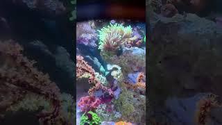My favorite euphyllia Coral in my Nano Reef Tank  #reeftank #coral #acquariomarino #aquarium