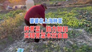 婆婆在上海种菜，媳妇想吃荠菜饺子，婆婆赶紧给种上 #种菜