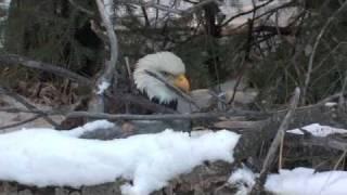 How to Catch an Eagle