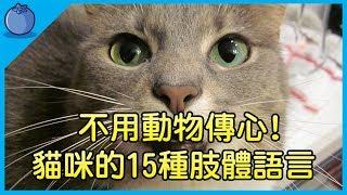 【貓奴必看 】貓咪的15種肢體語言，學會就不用找動物傳心師了｜原來低吼代表…｜藍莓豆花 Blueberry Tofa