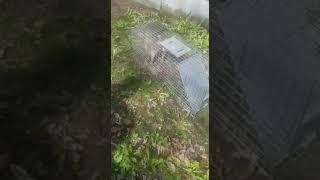 Raccoon Removal from Home - Raccoon Removal Services in South Field Mi - Wildlife Control Detroit