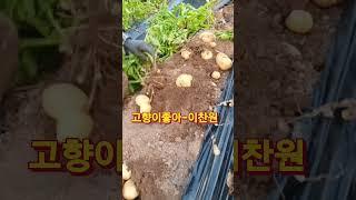 고향이좋아-이찬원 #수미감자수확