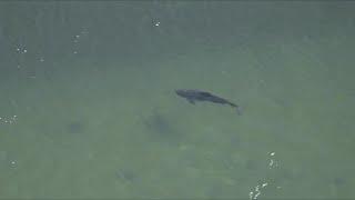 Harbor porpoise spotted in inlet near Boston's Tenean Beach