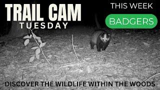 Cornish Woodland Badgers | Trail Camera Footage from our Private Woods | Browning HP4 & HP5