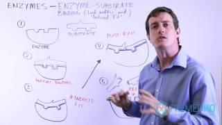 Enzyme Catalysis and Substrate Binding | Active Site, Specificity, "Lock and Key" vs "Induced Fit"